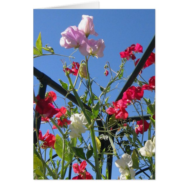 Sweet Pea Extravaganza-kaart (Voorkant)