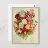  Sweet Pea Flower Boeket Zaden Catalogus Briefkaart (Voorkant / Achterkant)