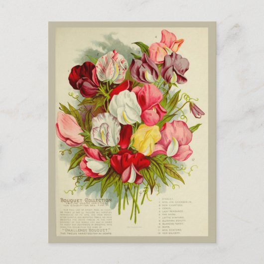  Sweet Pea Flower Boeket Zaden Catalogus Briefkaart (Voorkant)