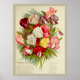 Sweet Pea Flower Boeket Zaden Catalogus Poster