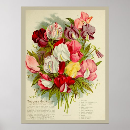  Sweet Pea Flower Boeket Zaden Catalogus Poster (Voorkant)