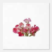 Sweet Pea Flowers behang (Voorkant)