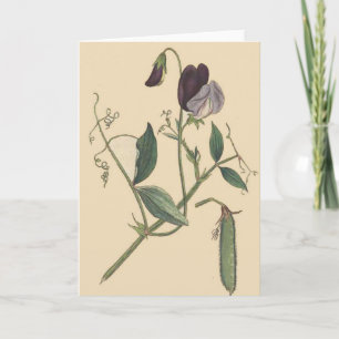 Sweet Pea Flowers Kaart