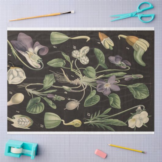 Sweet Pea-ontkoppelpapier Tissuepapier (Craft)