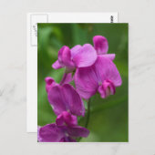 Sweet Pea Pretty Pink Wildflower Postcard Briefkaart (Voorkant / Achterkant)