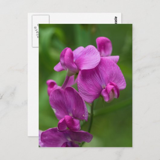 Sweet Pea Pretty Pink Wildflower Postcard Briefkaart (Voorkant / Achterkant)
