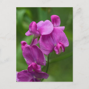 Sweet Pea Pretty Pink Wildflower Postcard Briefkaart