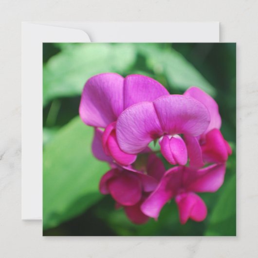 Sweet Pea-uitnodigingen Kaart (Voorkant)