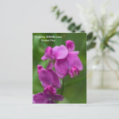 Sweet Pea Virginia Pink Wildflower Briefkaart (Staand voorkant)