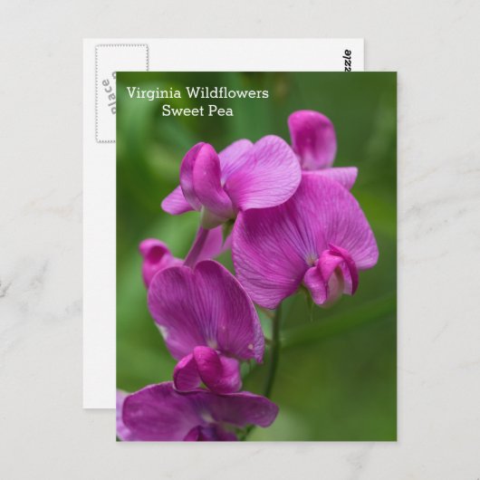 Sweet Pea Virginia Pink Wildflower Briefkaart (Voorkant / Achterkant)