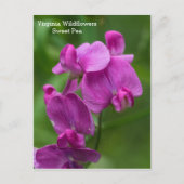 Sweet Pea Virginia Pink Wildflower Briefkaart (Voorkant)
