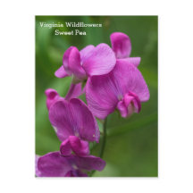 Sweet Pea Virginia Pink Wildflower Briefkaart