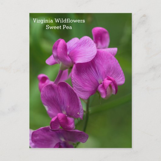 Sweet Pea Virginia Pink Wildflower Briefkaart (Voorkant)