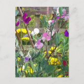 SWEET PEAS BRIEFKAART (Voorkant)
