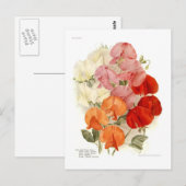 Sweet Peas Briefkaart (Voorkant / Achterkant)