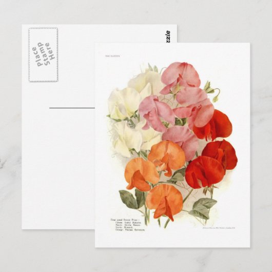 Sweet Peas Briefkaart (Voorkant / Achterkant)