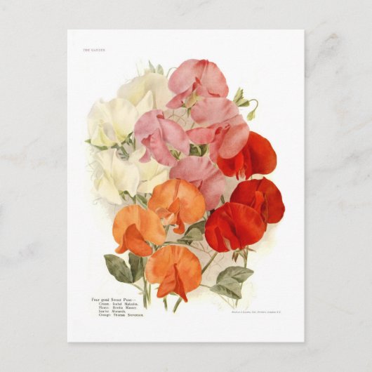 Sweet Peas Briefkaart (Voorkant)