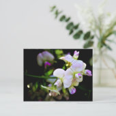 Sweet Peas Briefkaart (Staand voorkant)