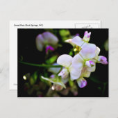 Sweet Peas Briefkaart (Voorkant / Achterkant)