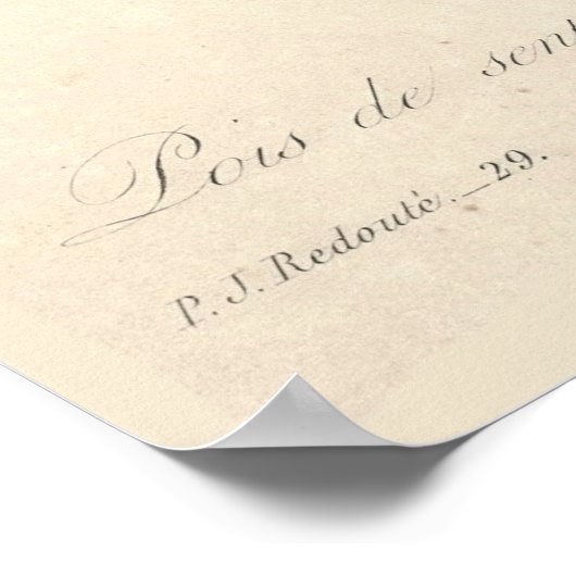 Sweet Peas Canvas Print (Hoek)