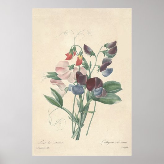 Sweet Peas Canvas Print (Voorkant)