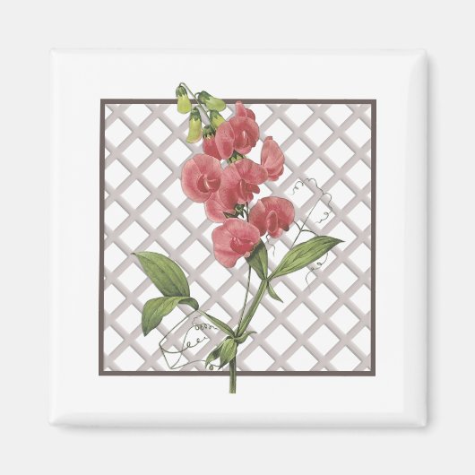 SWEET PEAS MAGNEET (Voorkant)