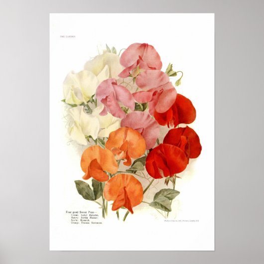 Sweet Peas Poster (Voorkant)