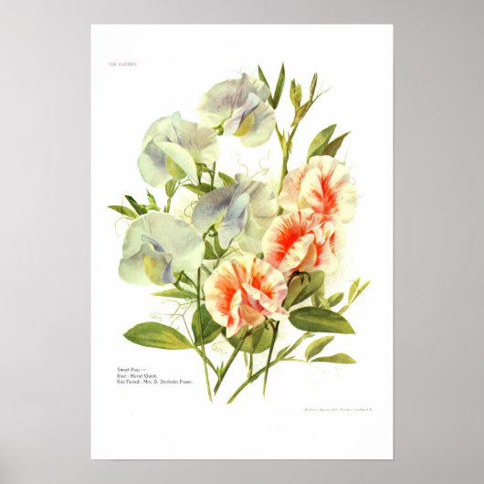Sweet Peas Poster (Voorkant)