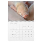 Sweet Piglets 2018 - Baby Pigs Wall Calendar Kalender (Jan 2026)
