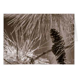 Sweet Pine Cone (5.0)