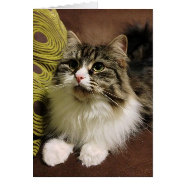 Sweet Portret van een Siberisch Kat (Voorkant)