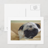 Sweet Pug Briefkaart (Voorkant / Achterkant)