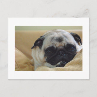 Sweet Pug Briefkaart