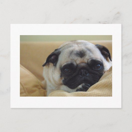 Sweet Pug Briefkaart (Voorkant)