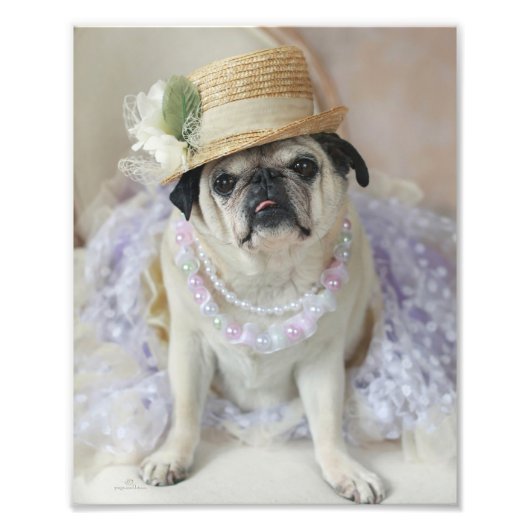 Sweet Pug in stro Pet Print Foto Afdruk (Voorkant)