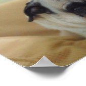 Sweet Pug Poster (Hoek)