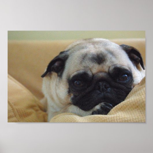 Sweet Pug Poster (Voorkant)