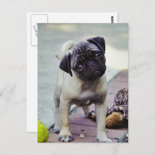 Sweet Pug Puppy "Puppy Love" Briefkaart (Voorkant / Achterkant)