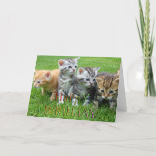 Sweet puppies katten foto kaart