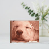 Sweet Puppy - Adopteer een Briefkaart (Staand voorkant)