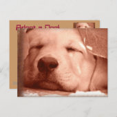 Sweet Puppy - Adopteer een Briefkaart (Voorkant / Achterkant)