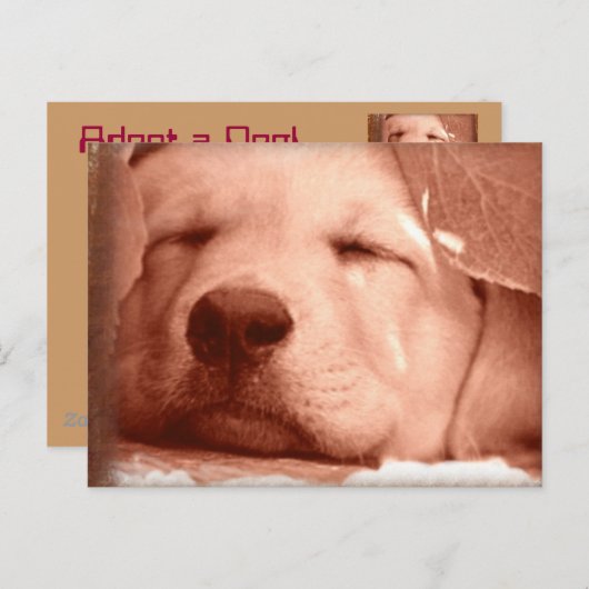 Sweet Puppy - Adopteer een Briefkaart (Voorkant / Achterkant)