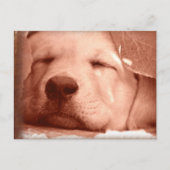 Sweet Puppy - Adopteer een Briefkaart (Voorkant)