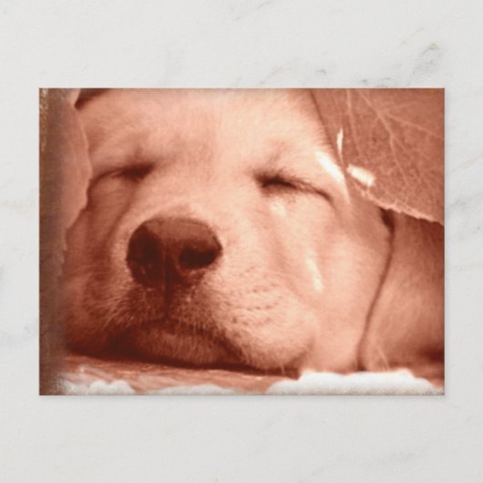 Sweet Puppy - Adopteer een Briefkaart (Voorkant)