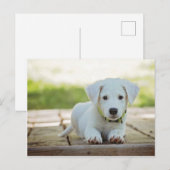 Sweet Puppy met jouw tekst Briefkaart (Voorkant / Achterkant)