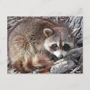 Sweet Raccoon Briefkaart