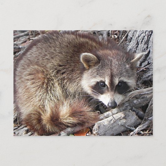 Sweet Raccoon Briefkaart (Voorkant)