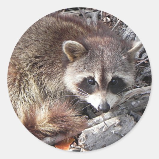 Sweet Raccoon Ronde Sticker (Voorkant)