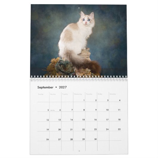 Sweet Ragdoll Kittens Kalender (Sep 2027)