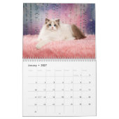 Sweet Ragdoll Kittens Kalender (Jan 2027)